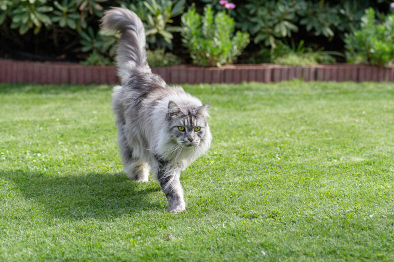 Silver Maine Coon hangover runs over green lawn in sunshine.