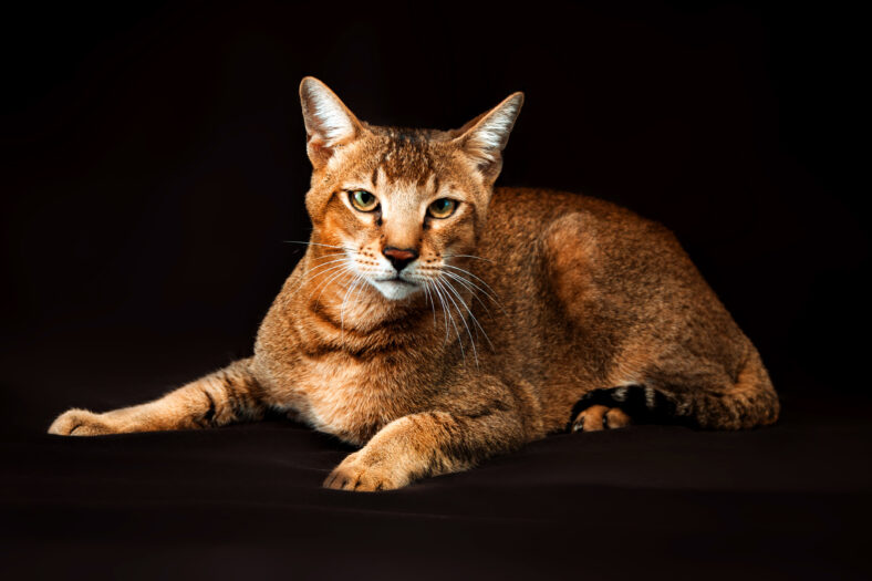 Chausie, abyssinian cat on dark brown background.