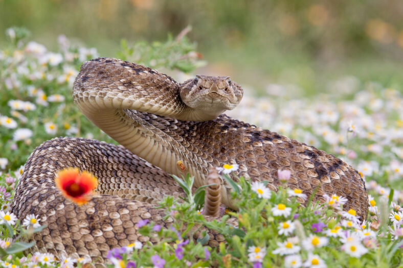 Rattlesnake in a wildflower field