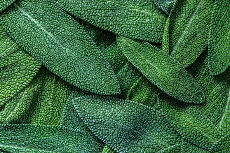 close up herb sage leaf abstract texture background