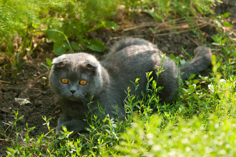 Lilac-coated Scottish Fold male cat in the grass