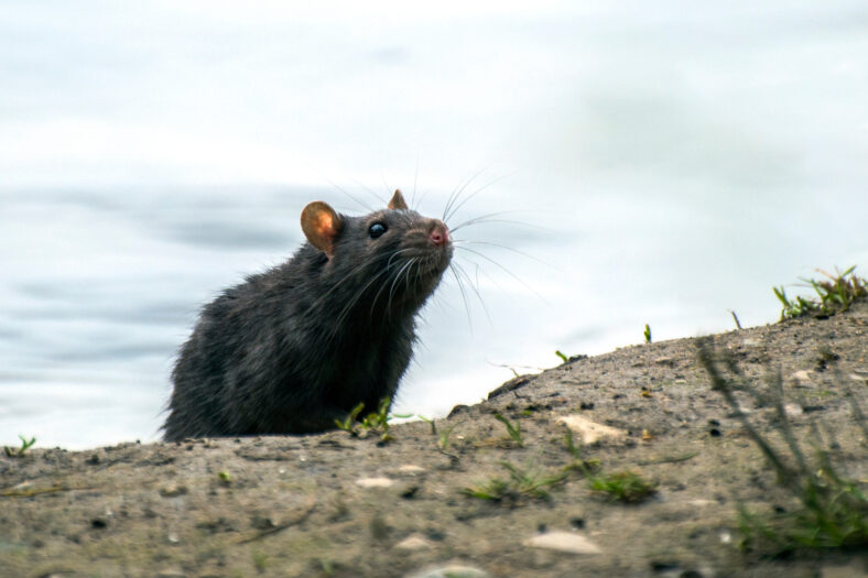 The black rat sniffs warily