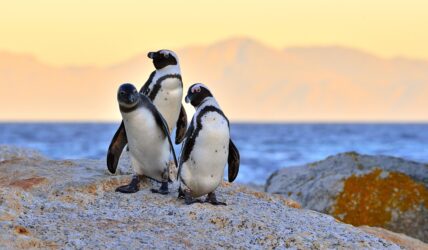 African penguins (spheniscus demersus) The African penguin