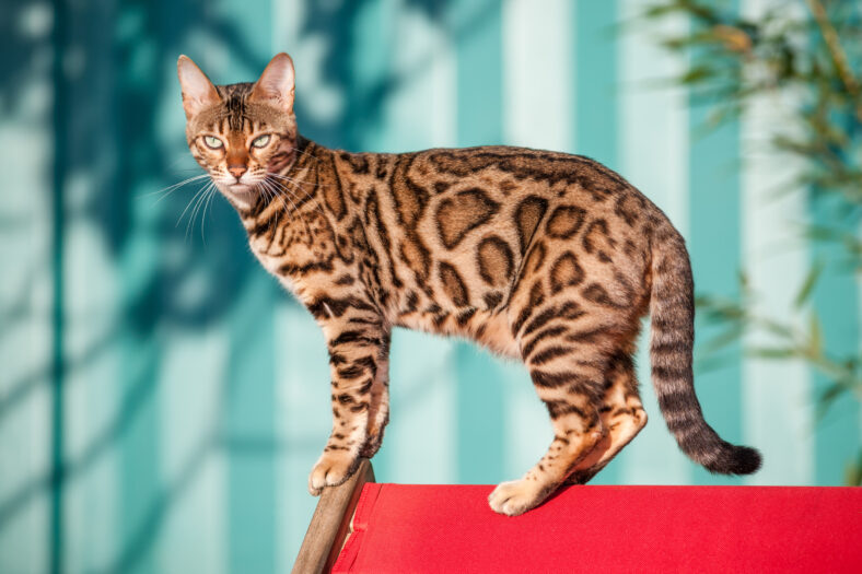 Brown Bengal Cat Outdoor