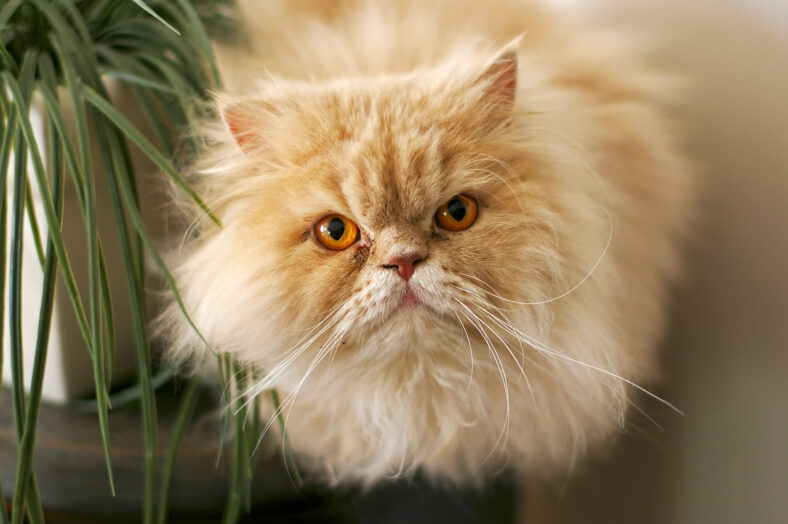 persian cat