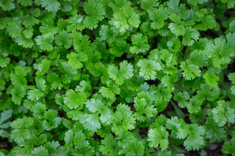 cilantro plant in vegetables garden for health, food and agriculture concept design.