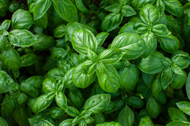 Beautiful jucy green basil growing in the garden