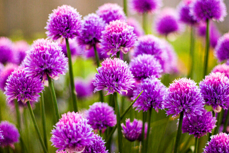 Wild chives in flower in the sun