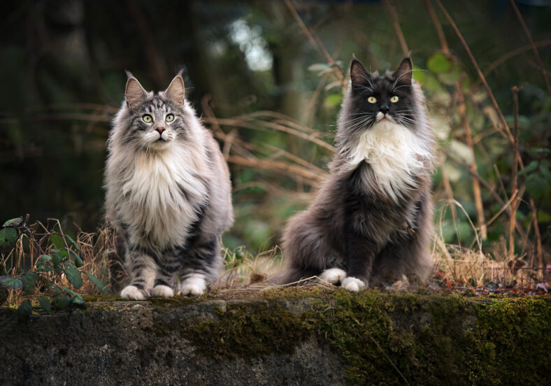 Main Coon Cat