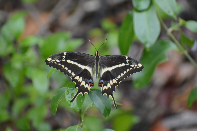 Schaus' swallowtail butterfly (Heraclides aristodemus ponceana), Key Largo, Florida, endangered species