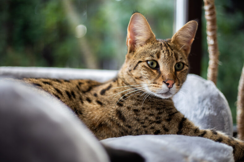 Savannah cat sits on a pedestal pillow against a background of green