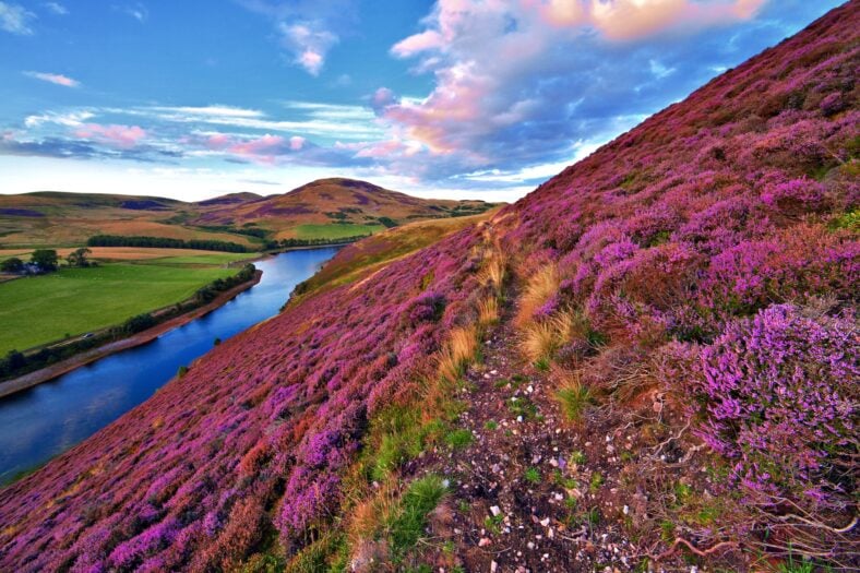 Vivid colorful landscape scenery with a footpath through the hill slope covered by violet heather flowers and green valley, river, mountains and cloudy blue sky on background. Pentland hills, near Edinburgh, Scotland