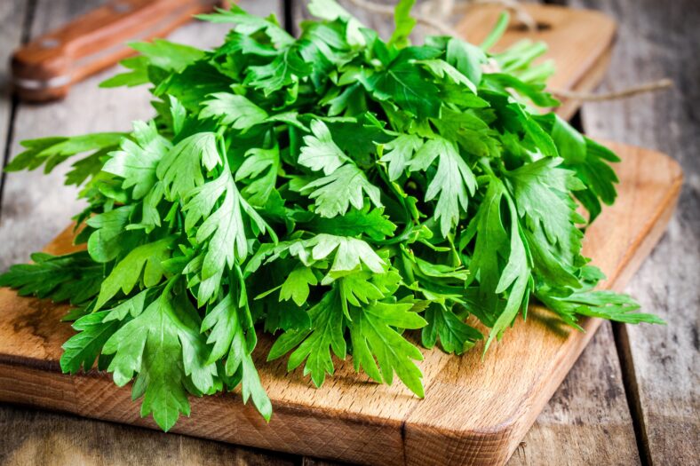 organic fresh bunch of parsley closeup on wooden cutting board