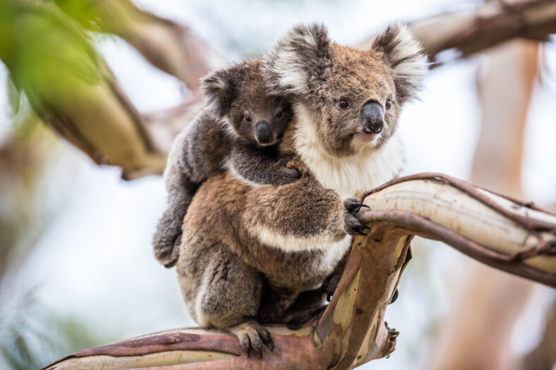 koala mom and baby in a tree