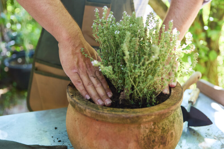 Close-up of hands carefully planting thyme in a rustic pot, showcasing gardening techniques and the nurturing aspect of outdoor gardening.