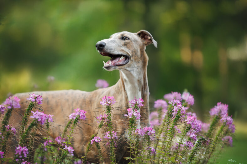 cute young greyhound dog portrait outdoors with purple blooming flowers