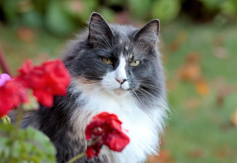 A portrait of a beautiful Norwegian forest cat female with red flowers
