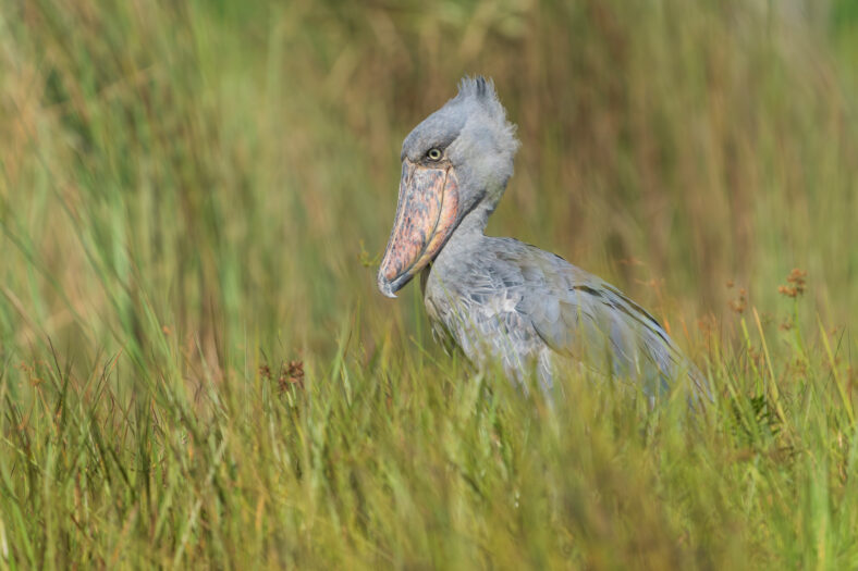 Shoebill (balaeniceps rex)