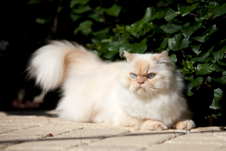himalayan cat outdoors in prone pose