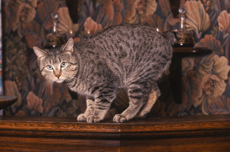 Pixiebob cat