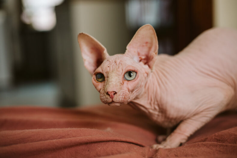 sphynx cat on bed