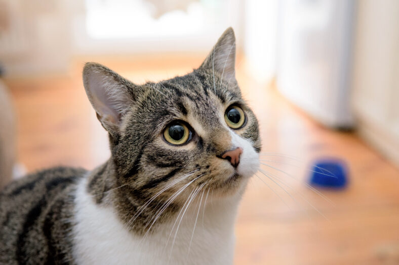 portrait of domestic tabby coat cat living in room