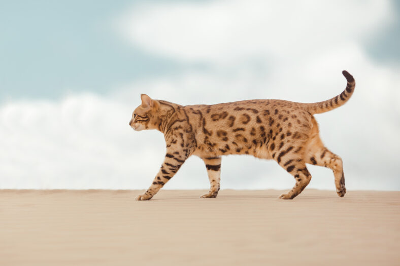 Savannah cat walking and hunting in desert