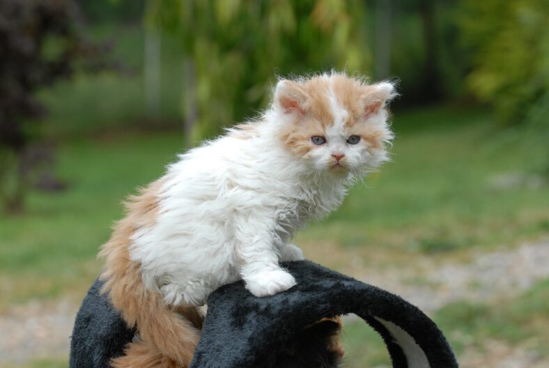These kittens appear to belong to the Selkirk Rex breed, known for their curly, plush coats and round faces.