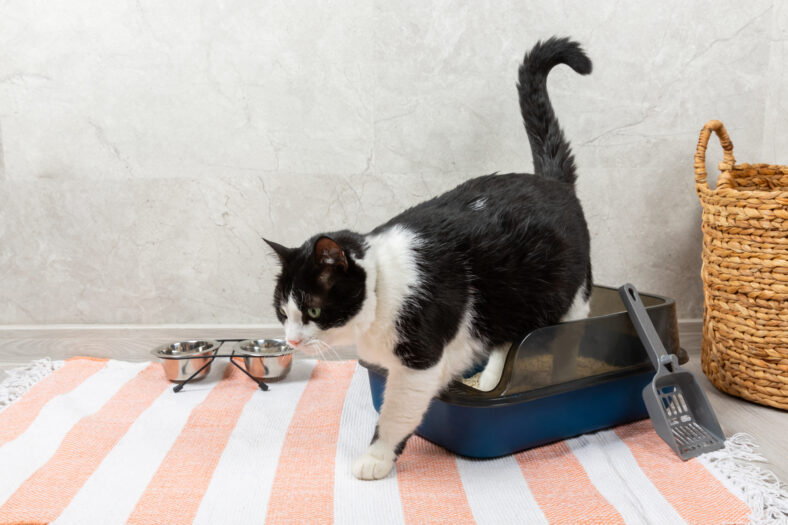 Cute cat with cat litter box against the background of home interior. A domestic cat is accustomed to the toilet, a litter box. cleaning cat litter tray at home, closeup. Pet care concept. Copy space.