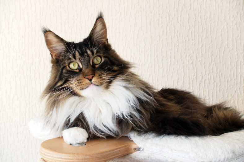 Brown tabby with white Maine Coon cat on top of his cat tree looking straight at you.