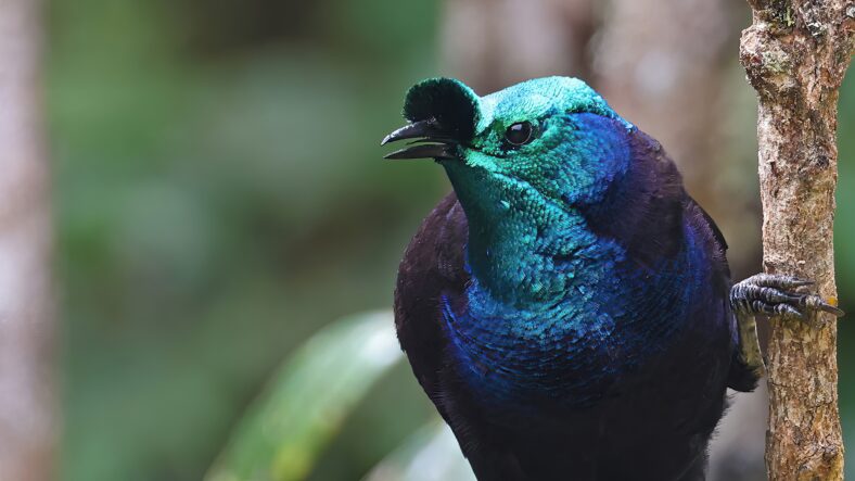 Close up of Ribbon-tailed astrapia (Astrapia mayeri) male, endemic bird of Papua New Guinea