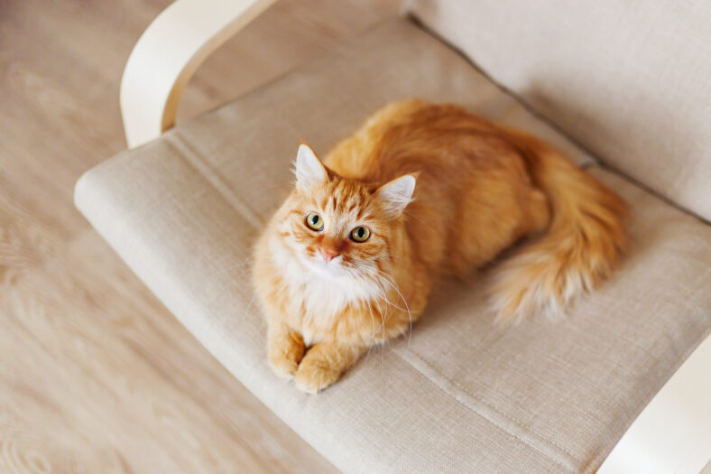 Cute ginger cat lying on chair. Fluffy pet comfortably settled to sleep. Cozy home background with funny pet.