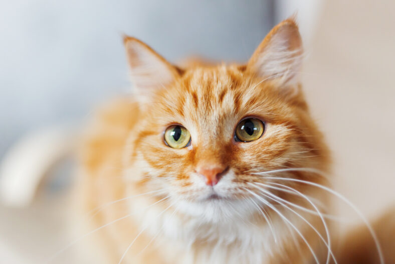 Close up portrait of cute ginger cat. Fluffy pet looks curious.