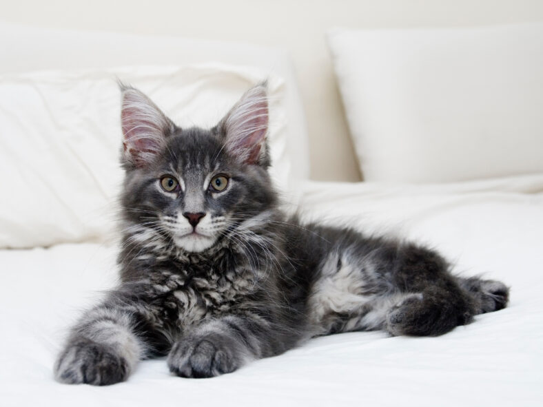 three months maine coon kitten in a white bed