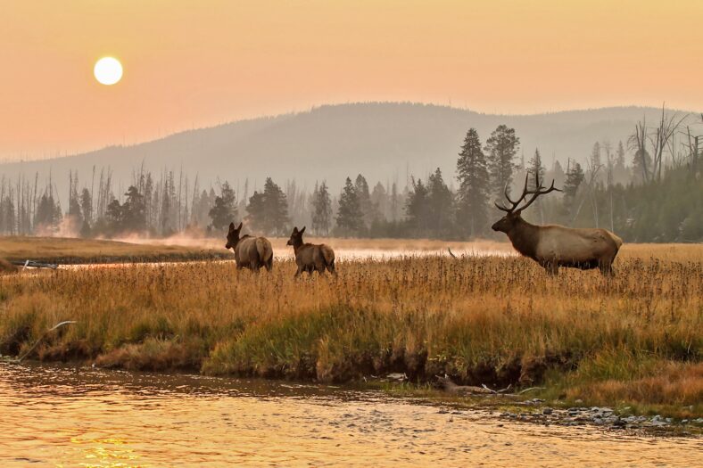 Elk in the wild