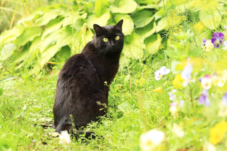 Beautiful cute bombay black cat portrait with yellow eyes and attentive look in green grass and flowers in nature garden in sunlight