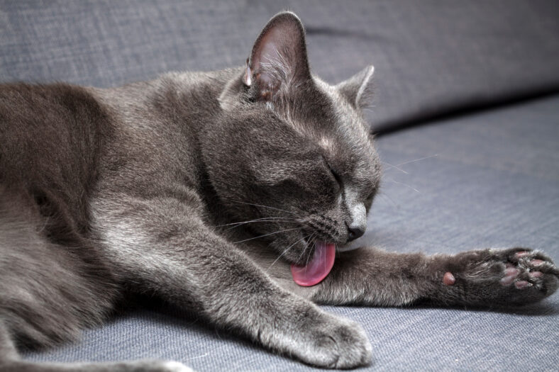 A gray cat cleaning itself on a gray couch.