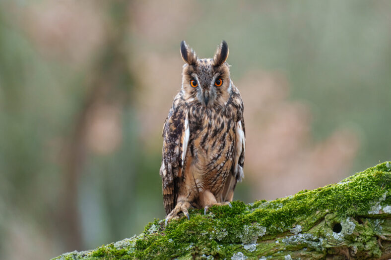 Long-eared Owl, Asio otus, Medium-sized, rather slender owl with long "ear" tufts. Extensive range across Northern Hemisphere.