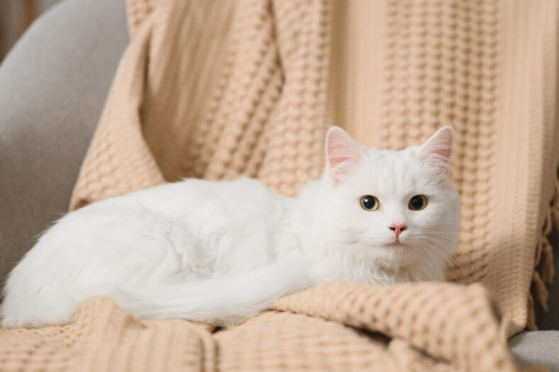 Cute white cat with plaid lying on sofa at home, closeup