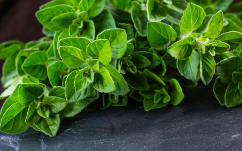 Fresh oregano on black stone table. Bunch of oregano Background