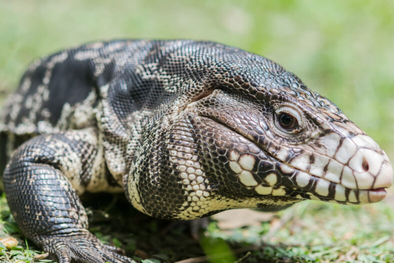 Closeup of a Black and White Tegu (Tupinambis teguixin). Movement picture
