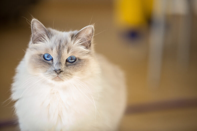 A beautiful female birman cat