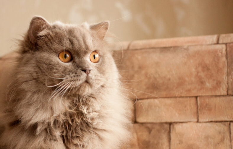cat, lilac British longhair