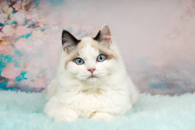 Cute ragdoll kitten in flowery background