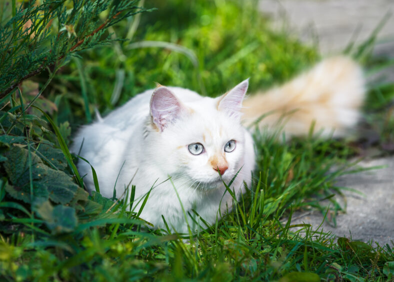 Cat breed Turkish Van