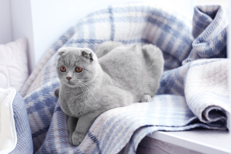 Cute cat lying on window sill covered with soft plaid