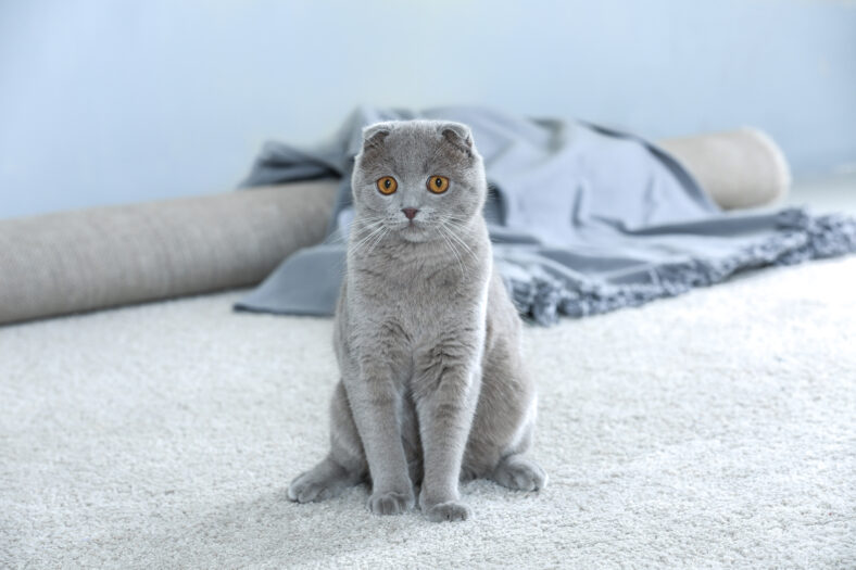Cute funny cat sitting on carpet at home