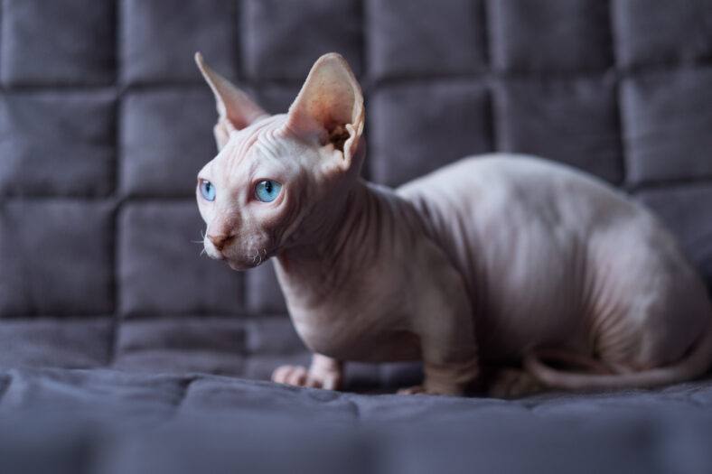 Bambino is sitting on a sofa. He is a breed of cat that was created as a cross between the Sphynx and the Munchkin breeds.