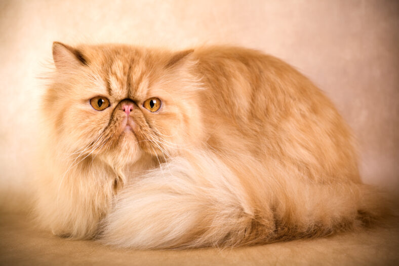 Portrait of a persian cat on a brown background. Studio shot.