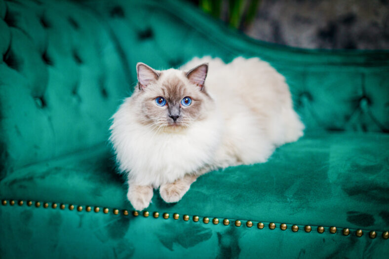 Blue-Eyed Ragdoll Cat on a Green Velvet Sofa